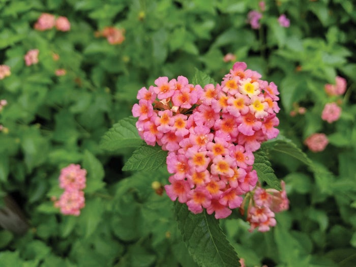 Lantana: A refreshing splash of color in the heat - Salisbury Post ...