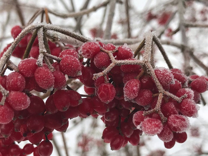 Looking for spots of garden color? Think berries - Salisbury Post ...