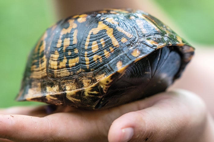 Students learn about reptiles, amphibians at herpetology camp ...