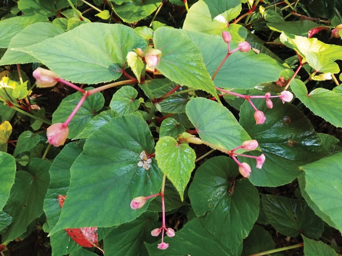 Darrell Blackwelder: Perennial begonias - Salisbury Post ...