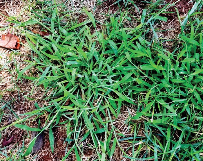 Controlling crabgrass, Japanese stiltgrass - Salisbury Post | Salisbury ...