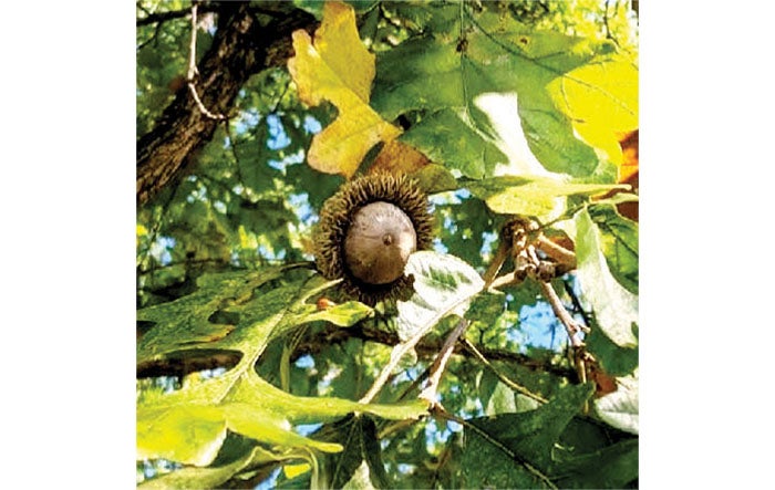 bur oak