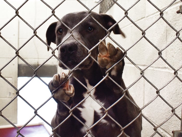 Rowan county dog store pound