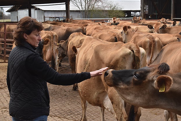 Keeping a Family Milking Cow