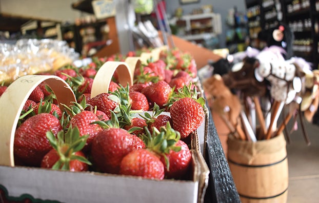‘Believe me, they’ll be fresh’: Patterson Farm welcomes strawberry crop – Salisbury Post
