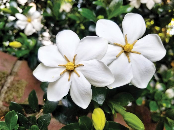 Darrell Blackwelder column: Gardenias are beginning to bloom - Salisbury  Post | Salisbury Post