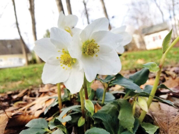 Darrell Blackwelder: Christmas Rose Is Now In Bloom - Salisbury Post ...