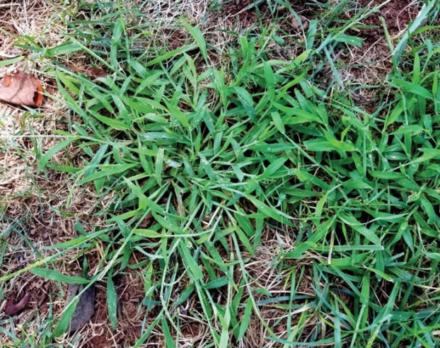 Darrell Blackwelder: Preventing weeds and fertilizing fescue ...